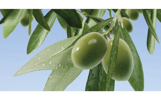 mahrad olive